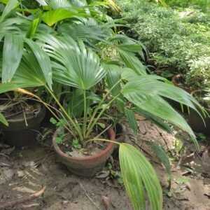 Table Palm and China Palm (Livistona Chinensis)