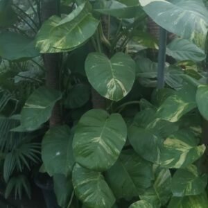 Money Plant in Lahore